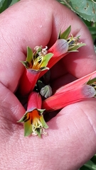 Alstroemeria isabellana