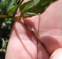 Campiglossa sororcula