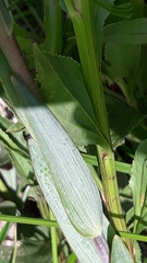 Alstroemeria isabellana
