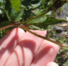 Campiglossa sororcula