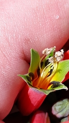 Alstroemeria isabellana