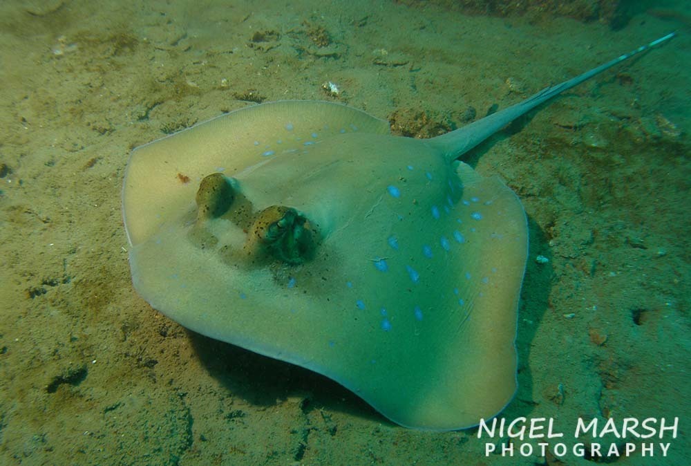 Masked Ray Oriental Bluespotted Maskray from Subic Bay Freeport Zone, Philippines ...