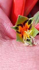 Alstroemeria isabellana