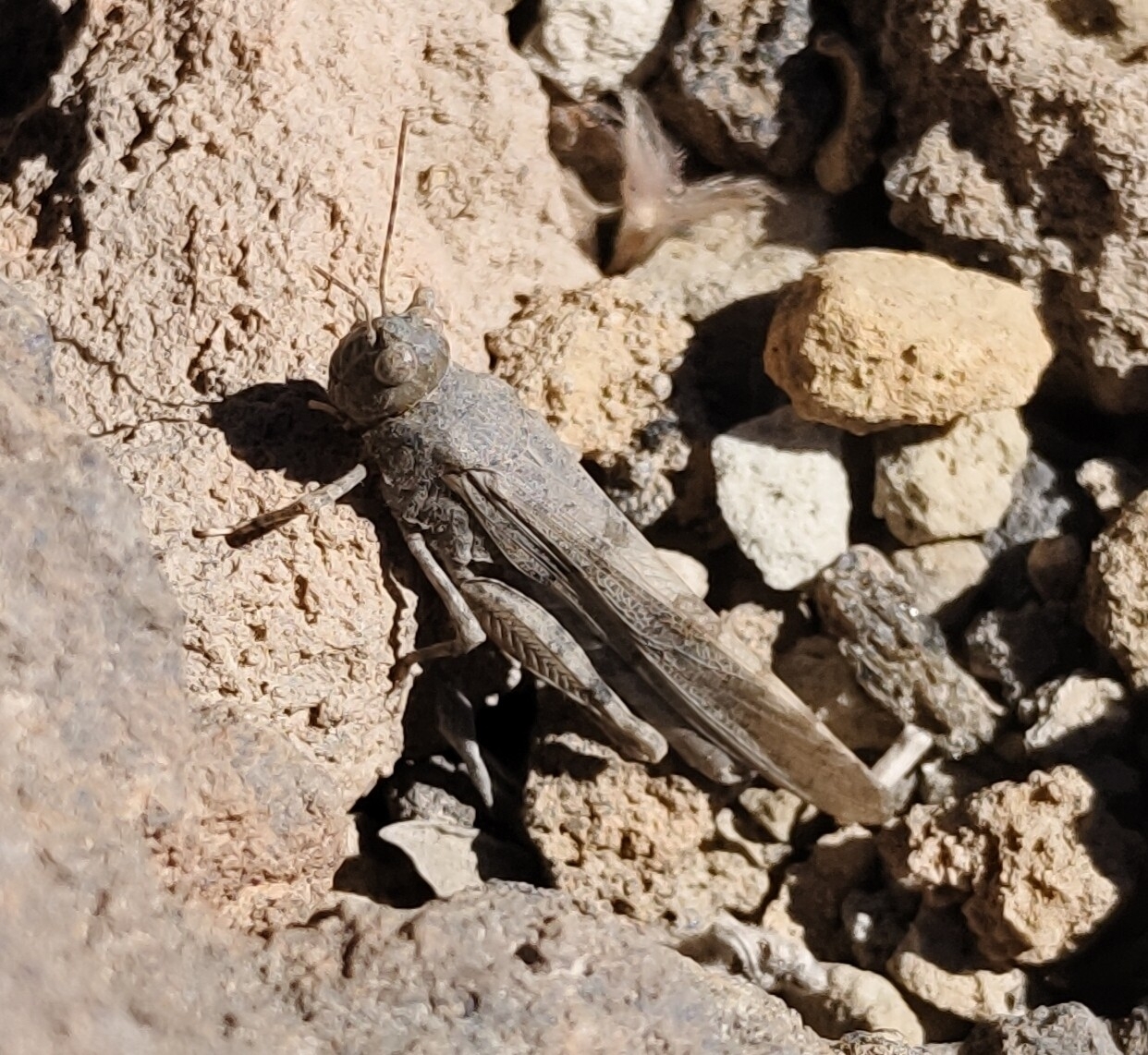 Sphingonotus willemsei