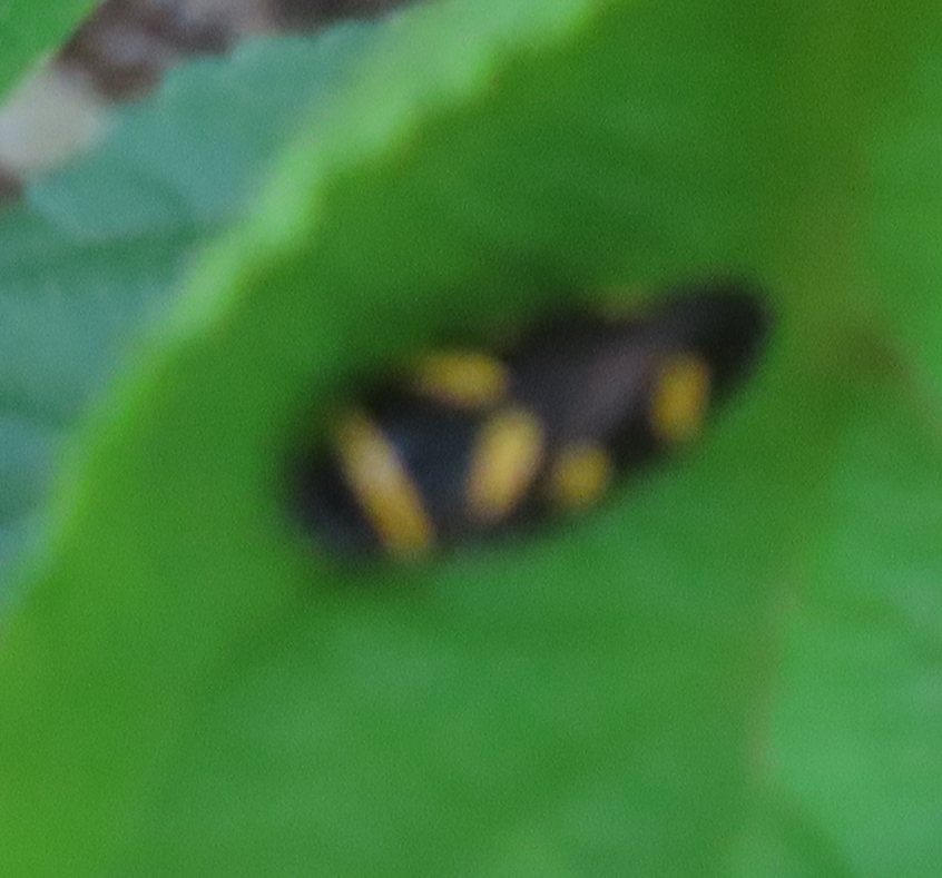 Amberana melanops