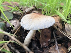Lepiota spheniscispora