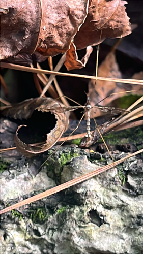 Unknown species found near Lamarack Way, Cary, NC, US