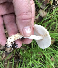 Lepiota spheniscispora