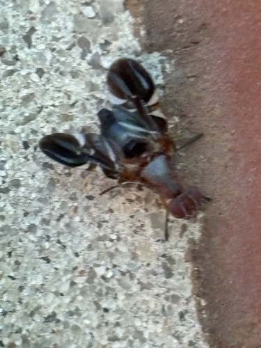 Unknown species found near Founders Dr, Raleigh, NC, US