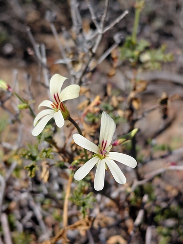 brittle-stalked pelargonium (Pelargonium trifidum)