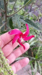 Pavonia angustipetala