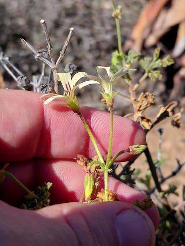Pelargonium trifidum, photograph 5