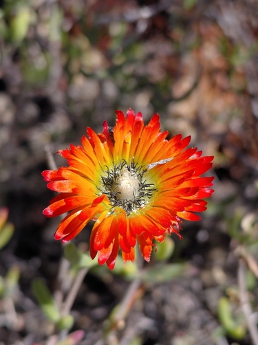 Red Dewfig (Drosanthemum speciosum)