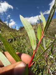 Salix irrorata, photograph (c) Anders Hastings, some rights reserved (CC BY)