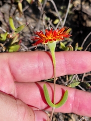 (c) Brian du Preez, some rights reserved (CC BY-SA) Drosanthemum speciosum, photograph (c) Brian du Preez, some rights reserved (CC BY-SA)