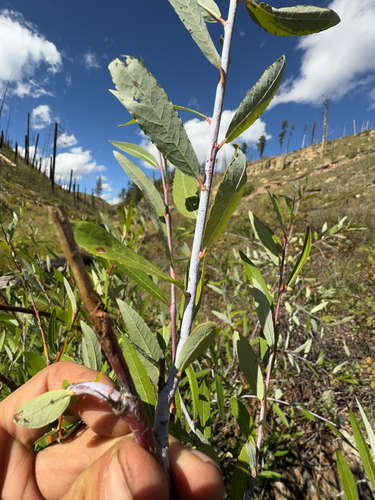 Dewystem Willow (Salix irrorata)