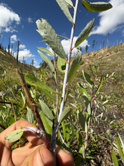 Salix irrorata
