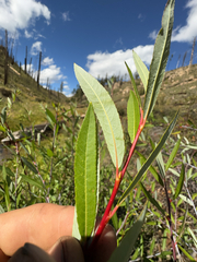 Salix irrorata, photograph (c) Anders Hastings, some rights reserved (CC BY)
