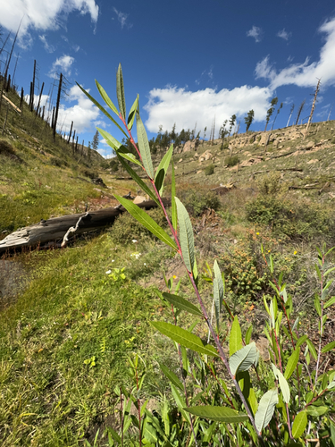 Salix irrorata, photograph 4