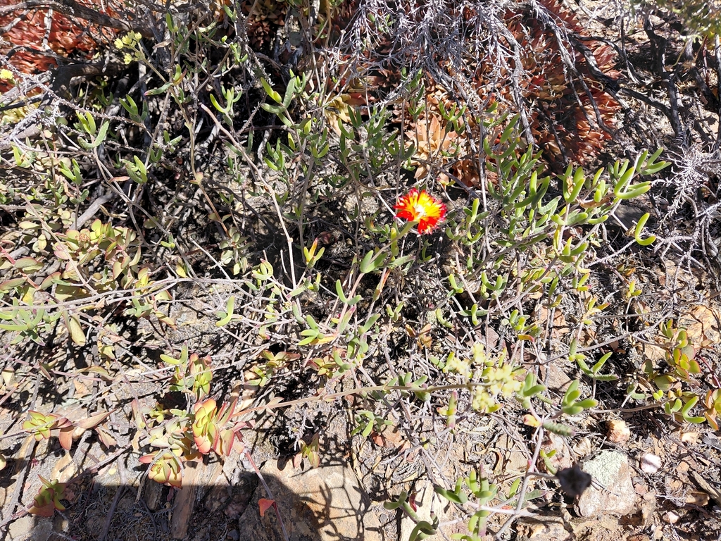 Drosanthemum speciosum; photograph (c) Brian du Preez, some rights reserved (CC BY-SA)