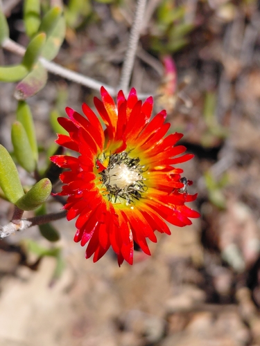 Drosanthemum speciosum, photograph 3