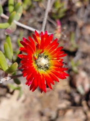 (c) Brian du Preez, some rights reserved (CC BY-SA) Drosanthemum speciosum, photograph (c) Brian du Preez, some rights reserved (CC BY-SA)