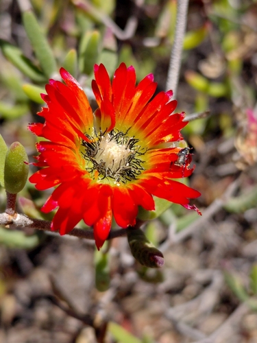 Drosanthemum speciosum, photograph 4