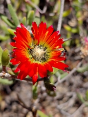 (c) Brian du Preez, some rights reserved (CC BY-SA) Drosanthemum speciosum, photograph (c) Brian du Preez, some rights reserved (CC BY-SA)