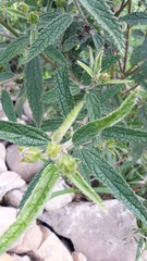 Pavonia angustipetala