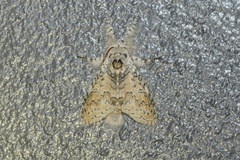 Calliteara cerigoides