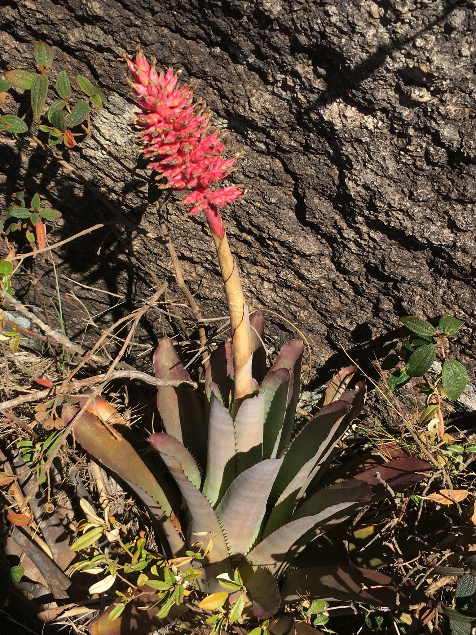Aechmea distichantha