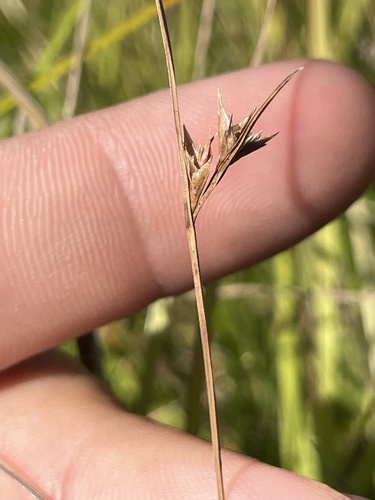 few-flower nutrush (Scleria pauciflora)