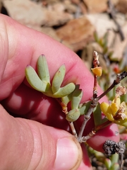Leipoldtia schultzei, photograph (c) Brian du Preez, some rights reserved (CC BY-SA)