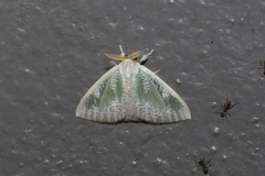 Arctornis marginalis