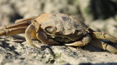 Cyrtograpsus angulatus