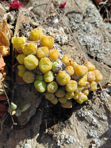 Fig Buttons (Conophytum ficiforme)