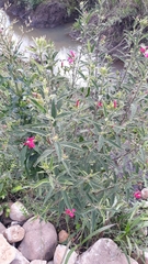 Pavonia angustipetala