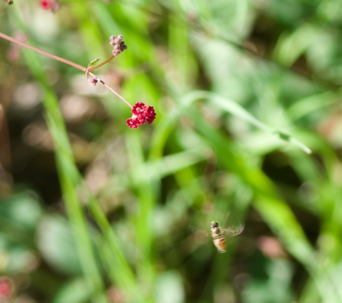 Unknown species found near Desert View Village, Phoenix, AZ, USA