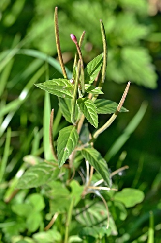 Pale Willowherb (Epilobium roseum)