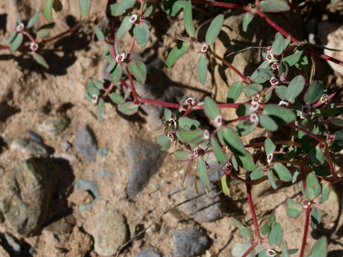 Unknown species found near Desert View Village, Phoenix, AZ, USA