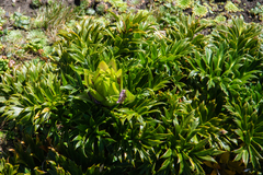 Anisotome latifolia