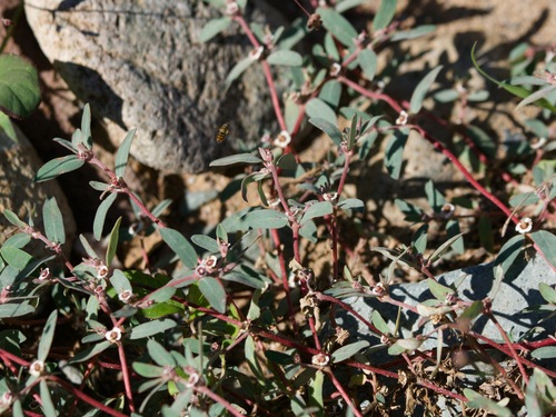 Unknown species found near Desert View Village, Phoenix, AZ, USA