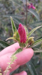 Pavonia angustipetala