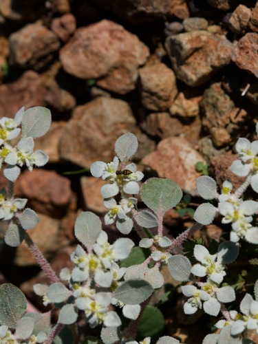 Unknown species found near Desert View Village, Phoenix, AZ, USA