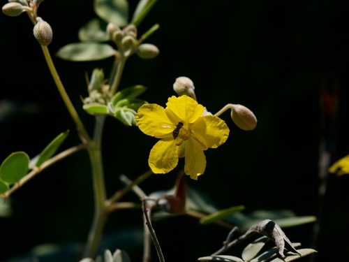 Unknown species found near Desert View Village, Phoenix, AZ, USA