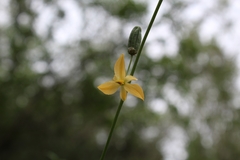 Echeandia reflexa