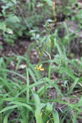 Echeandia reflexa