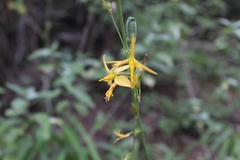 Echeandia reflexa