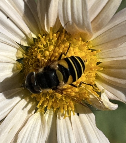 Unknown species found near University of Delaware, Newark, DE, US