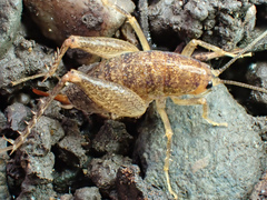 Pristoceuthophilus pacificus